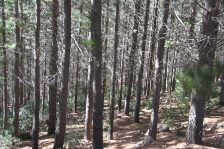 Pine Forest Constantia Nek Hiking Trail Pine Forest Constantia Nek Hiking Trail