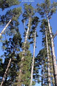Pine Trees Constantia Nek Hiking Trail Pine Trees Constantia Nek Hiking Trail
