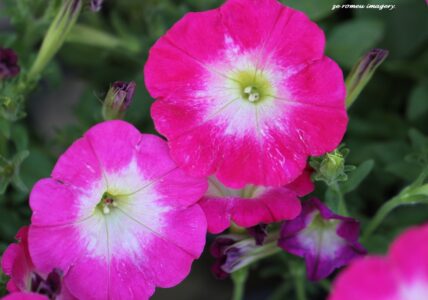 Pink Morning Glory on Flower Photograhy Tour