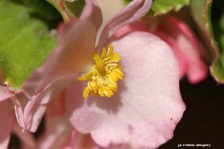 Pinkgreen leaf bengonia on Flower Photograhy Tour