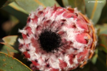 Protea Flower Bud Image #1 on Flower Photography Tour