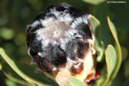 Protea Flower Bud Image #2 on Flower Photography Tour