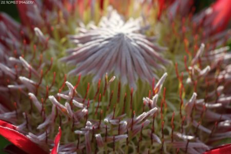 Protea Image #1 on Flower Photography Tour