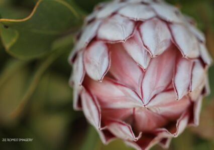 Protea Image #2 on Flower Photography Tour