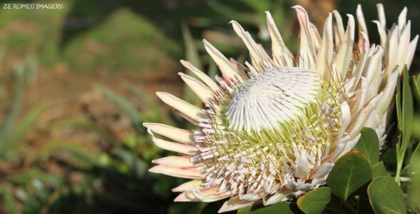 Protea Image #3 on Flower Photography Tour