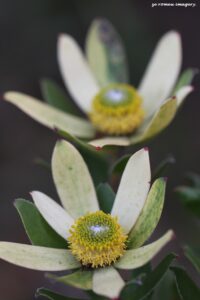 Protea Image #4 on Flower Photography Tour