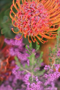 Protea Pincusion Image #1 on Flower Photography Tour (2)