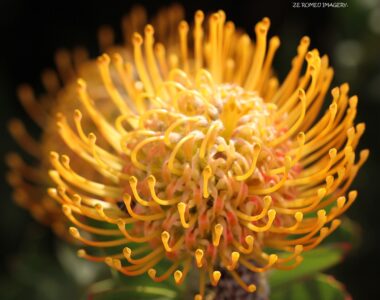 Protea Pincusion Image #1 on Flower Photography Tour