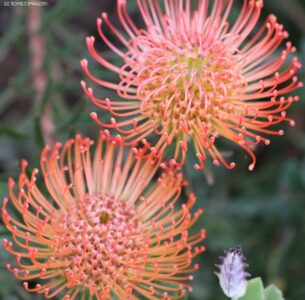 Protea Pincusion Image #2 on Flower Photography Tour