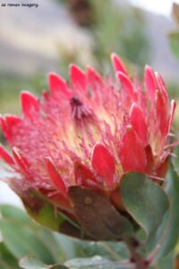 Protea at Glenwood Wines, Franschhoek