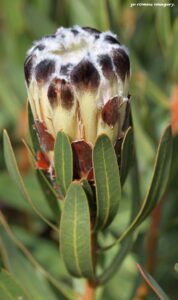 Protea bud on Flower Photography Tour.JPG
