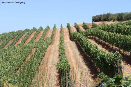 Rainbow's End Wine Estate [5]