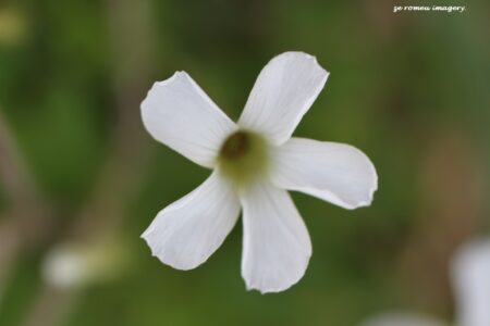 Random Flower on Flower Photography Tour.JPG