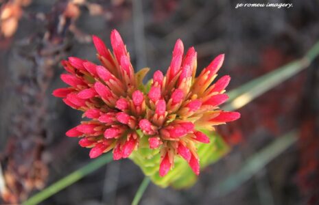 Red Crassula Crassula coccinia on Flower Photograhy Tour