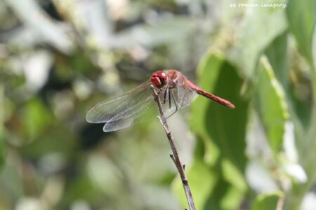 Red Dragon Fly Photograph Intaka Island