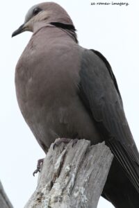 Red eyed Dove (Streptopelia semitorquata)
