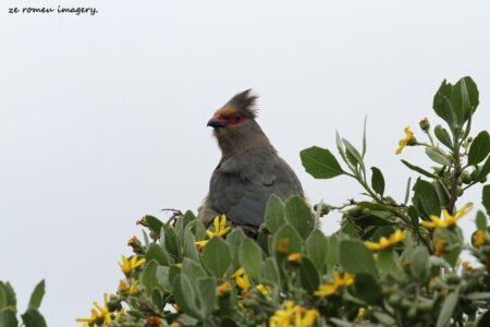 Red faced Mousebird (Urocolius indicus)