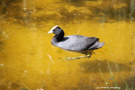 Red knobbed Coot [2] (Fulica cristata), Intaka Island