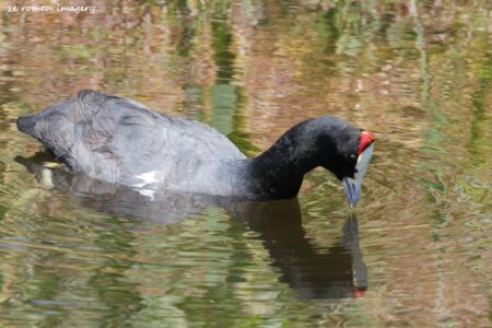 Red knobbed Coot (Fulica cristata), Intaka Island
