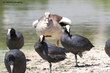 Red knobbed Coot (Fulica cristata) at Intaka Island