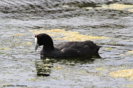 Red knobbed Coot (Fulica cristata)