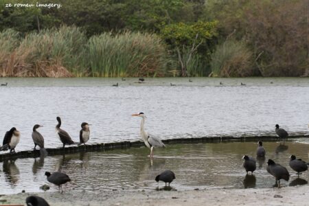 Redknobbed Coot (Fulica cristata), Reed Cormorant (Phalacrocorax africanus), Blackheaded Heron (Ardea melanocephala)