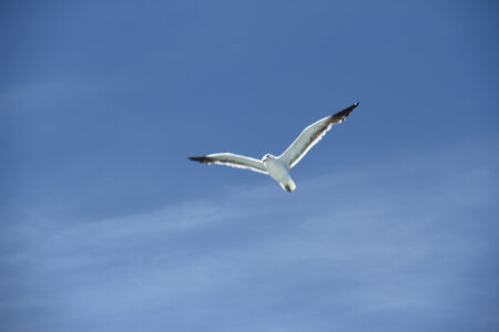 Robben Island Tour & Pictures (10)