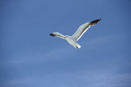 Robben Island Tour & Pictures (11)