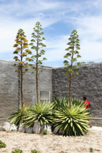 Robben Island Tour & Pictures (44)