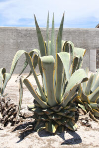 Robben Island Tour & Pictures (47)