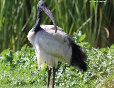 Sacred Ibis, Intaka Island