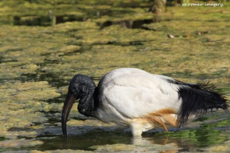 Sacred Ibis (Threskiornis aethiopicus ) at Intaka Island, Century City Tour