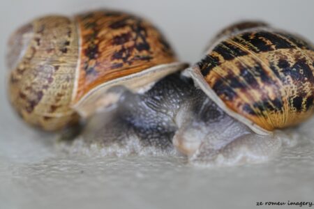 Snails as part of Nature Photography on Wine Farm Tour