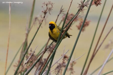 Southern Masked Weaver (Ploceus velatus) (2)