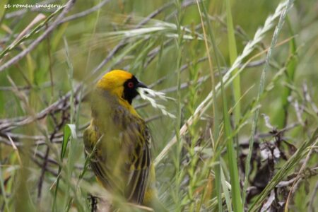 Southern Masked Weaver (Ploceus velatus) (3)