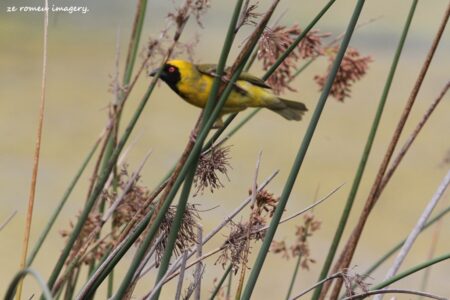 Southern Masked Weaver (Ploceus velatus)