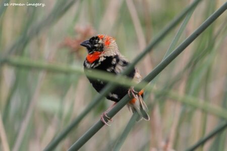Southern Red Bishop (Euplectes orix) (2)