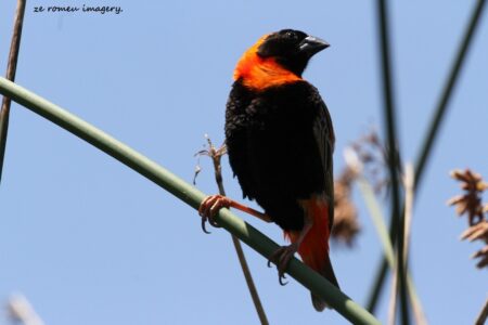 Southern Red Bishop (Euplectes orix) at Intaka Island (2)