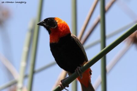 Southern Red Bishop (Euplectes orix) at Intaka Island (3)
