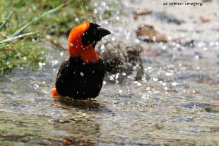 Southern Red Bishop (Euplectes orix) at Intaka Island (4)