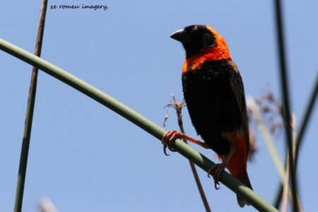 Southern Red Bishop (Euplectes orix) at Intaka Island