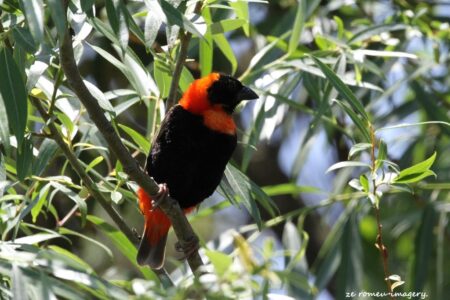 Southern Red Bishop (Euplectes orix) at Intaka Island.JPG