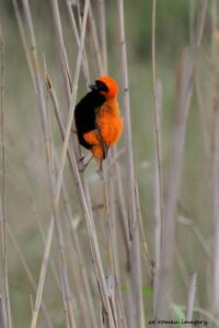 Southern Red Bishop (Euplectes orix)