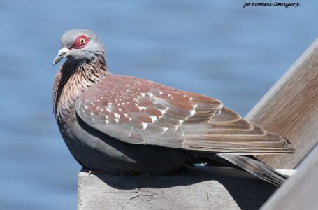 Speckled Pigeon or Wood Pigeon ( Columba Guinea ) at Woodbridge Island Birding Tours