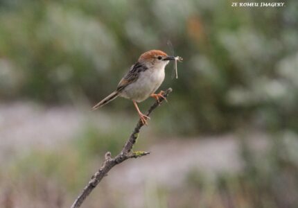 Spotted Flycatcher (Muscicapa striata), Intaka Island