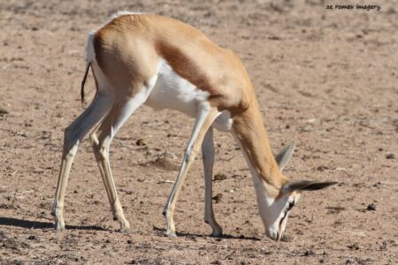 Springbok on Safari Tour