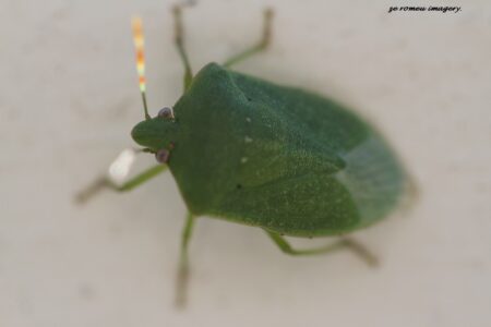 Stink Bug Insect Photography on Wine Farm Tour