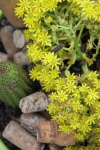 Succulent in Flower Cape Flower Photography Tour