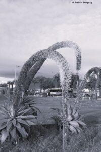 Swan's neckagave attenuata on Flower Photgraphy Tour