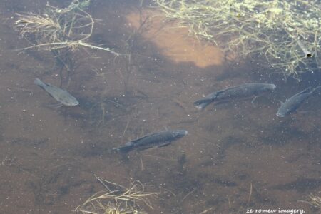Swimming Fish at Intaka Island